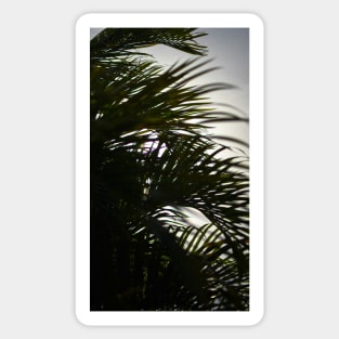 Palm Leaf Sticker